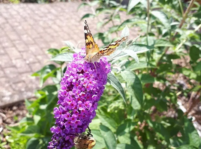 Emma Apartamento Konz